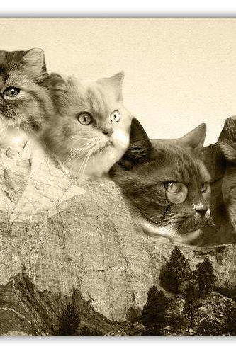 Meowmore, Mount Rushmore, Cats 16x20 Stretched Canvas Ready to Hang