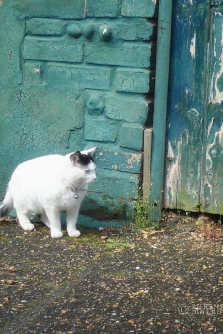 A cat in the old alley 8x8 photography print