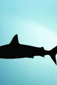Shark Silhouette Decal Decal Sticker Wall